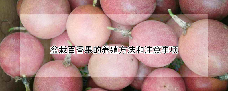 盆栽百香果的養(yǎng)殖方法和注意事項(xiàng)