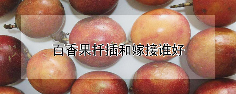 百香果扦插和嫁接誰好