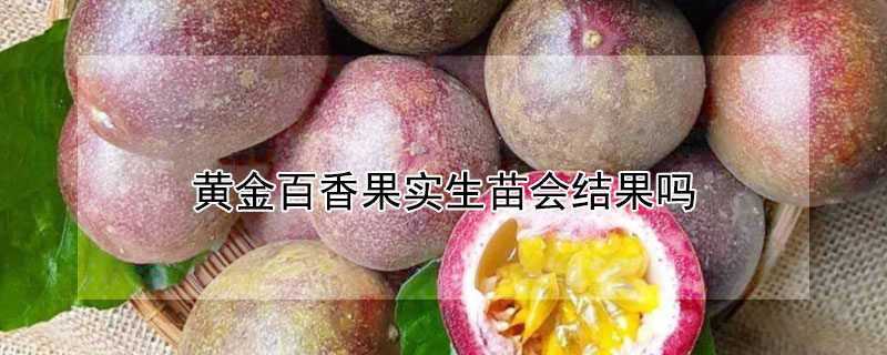 黃金百香果實生苗會結果嗎