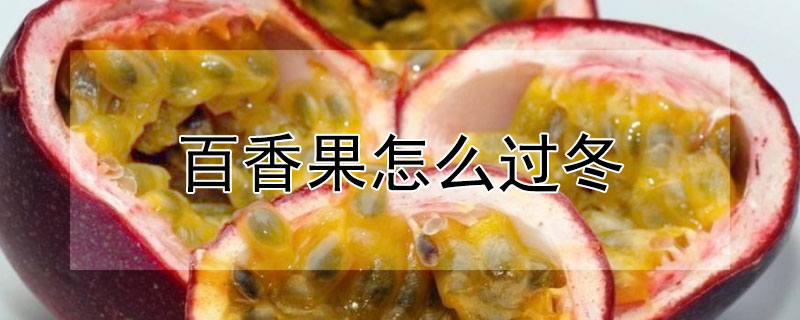 百香果怎么過冬