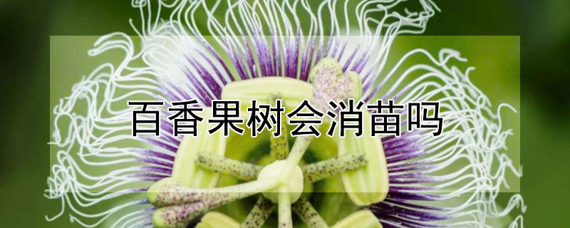 百香果樹會(huì)消苗嗎