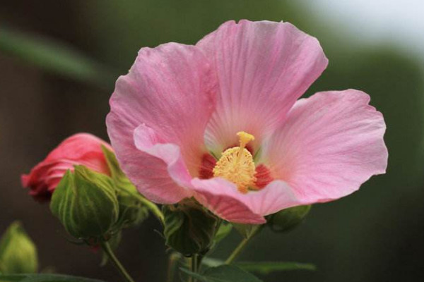 芙蓉花換土根部需要剪嗎