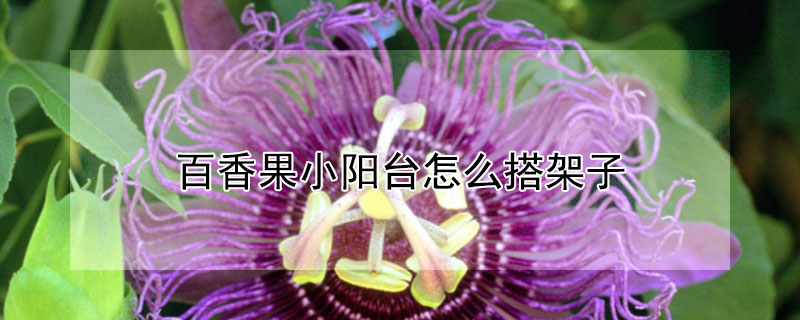 百香果小陽臺怎么搭架子
