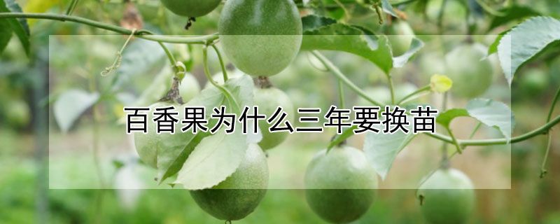 百香果為什么三年要換苗