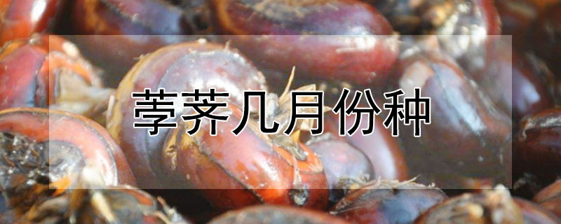 荸薺幾月份種