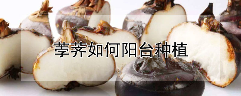 荸薺如何陽(yáng)臺(tái)種植