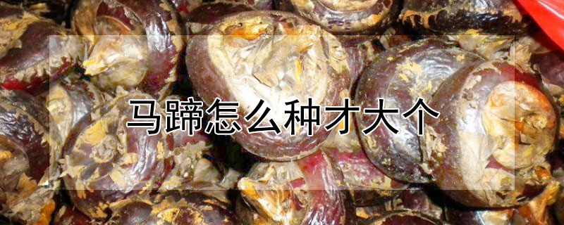 馬蹄怎么種才大個(gè)