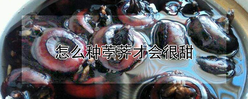 怎么種荸薺才會很甜