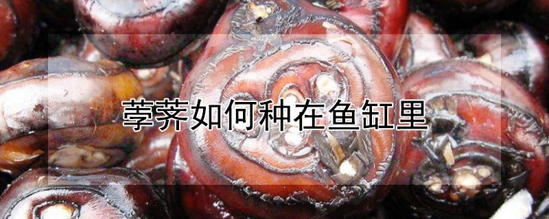 荸薺如何種在魚缸里