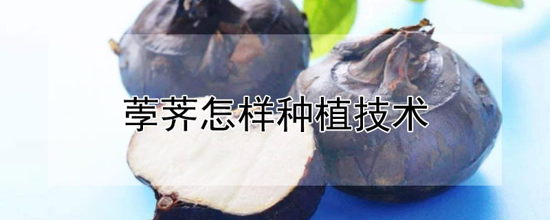 荸薺怎樣種植技術(shù)