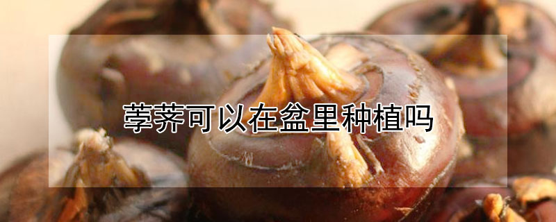荸薺可以在盆里種植嗎