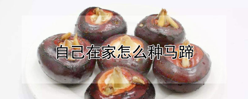 自己在家怎么種馬蹄