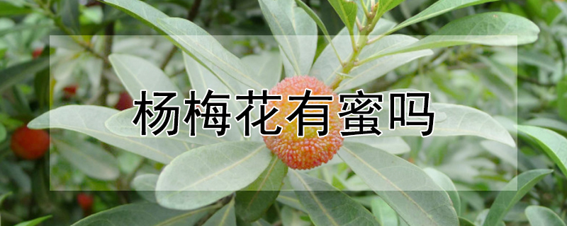 楊梅花有蜜嗎