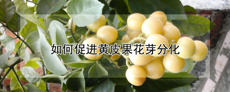 如何促進(jìn)黃皮果花芽分化