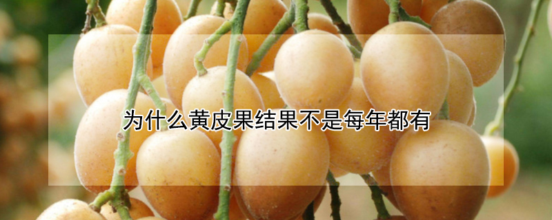 為什么黃皮果結果不是每年都有