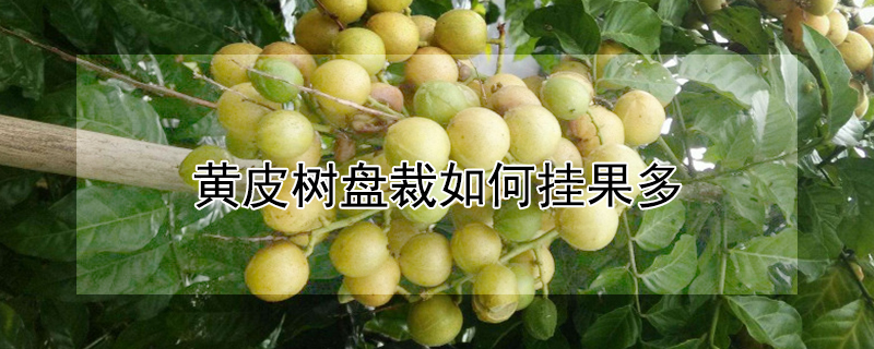 黃皮樹盤裁如何掛果多