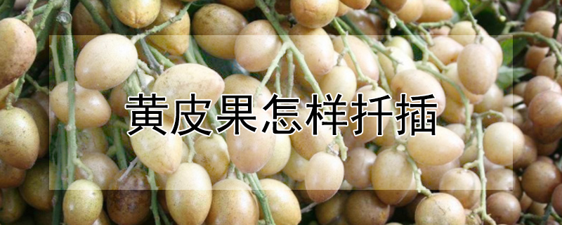 黃皮果怎樣扦插