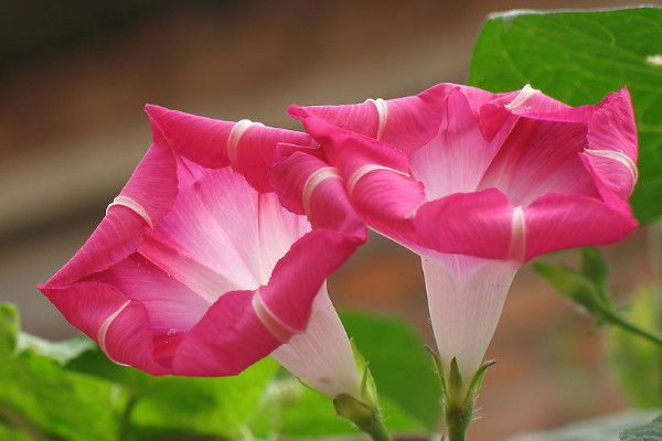 牽?;òl(fā)芽了怎么養(yǎng)