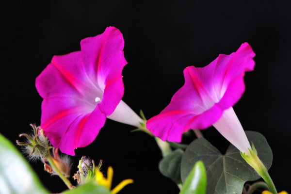 牽?;òl(fā)芽了怎么養(yǎng)