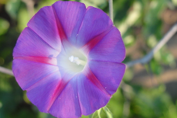 牽?;芑疃嗑? src="/uploads/allimg/200227/16-20022GKU9264.jpg" /></p>
<p>
牽牛花的生命力比較頑強,所以正常情況下都可以活2年以上,如果環境適宜,還可以活4-5年。相反,如果環境惡劣,牽?;赡軒讉€月就死了,所以在人工養殖的時候一定要做好養護措施,盡量讓它活的更久。</p>
<p>
<strong>2、控制溫度</strong></p>
<p>
<img alt=
