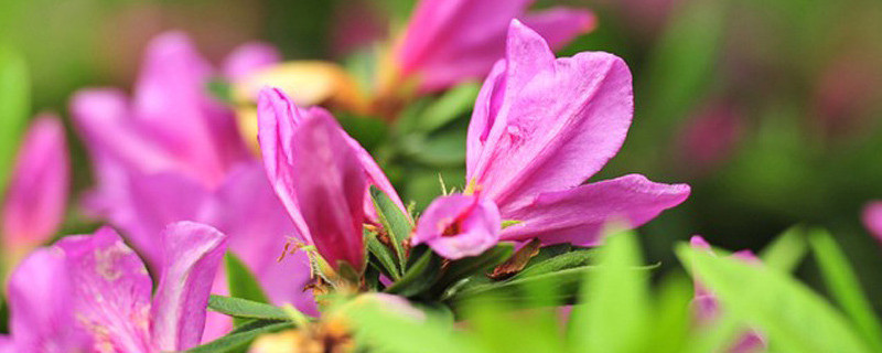 杜鵑花是什么花卉
