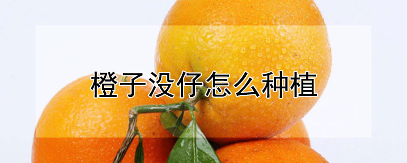 橙子沒仔怎么種植