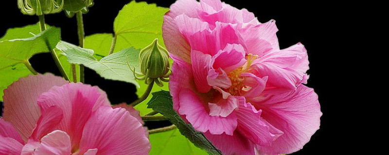 芙蓉花冬眠用澆水嗎