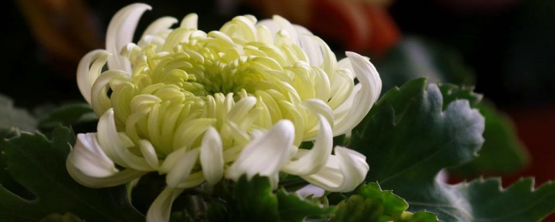 菊花的根是什么顏色的
