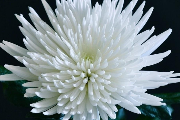 菊花的根是什么顏色的