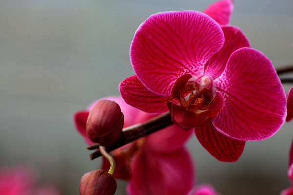 粉色蝴蝶蘭的花語和寓意