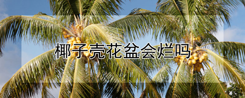 椰子殼花盆會爛嗎