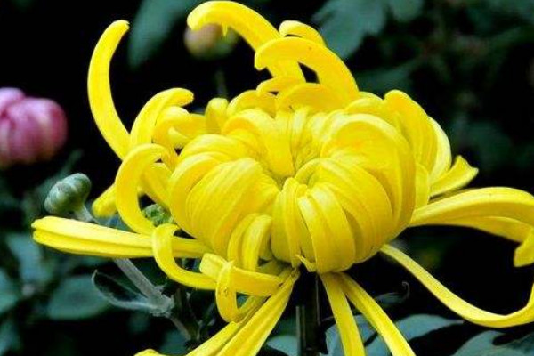 菊花根冬天怎么儲存好