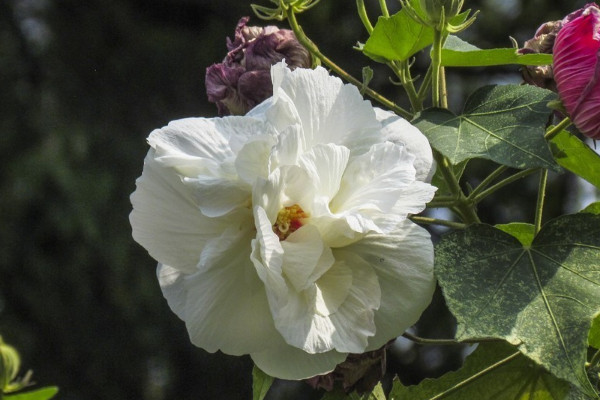 芙蓉花施肥多少為宜