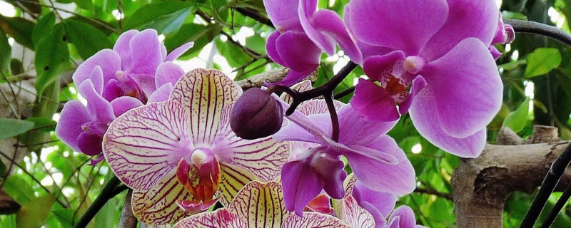 蝴蝶蘭水養能開花嗎