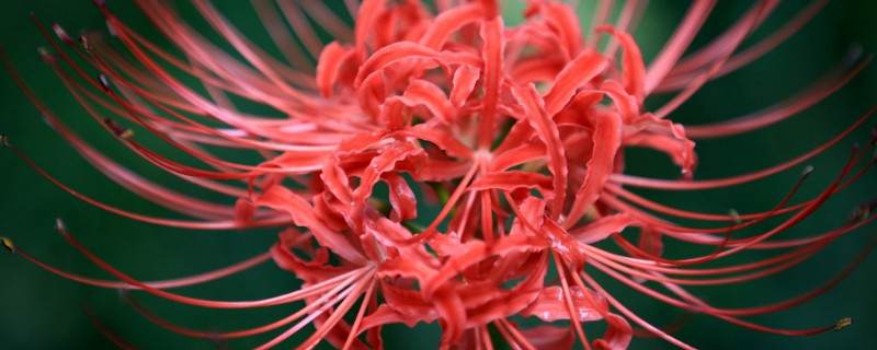彼岸花種子種多久長(zhǎng)苗
