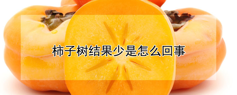 柿子樹結(jié)果少是怎么回事