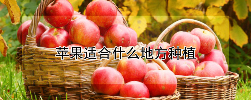 蘋果適合什么地方種植