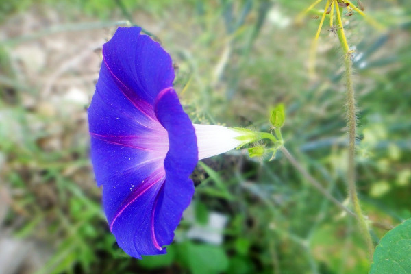 牽牛花盆栽容易開花嗎