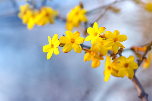 迎春花晚上吸收氧氣嗎