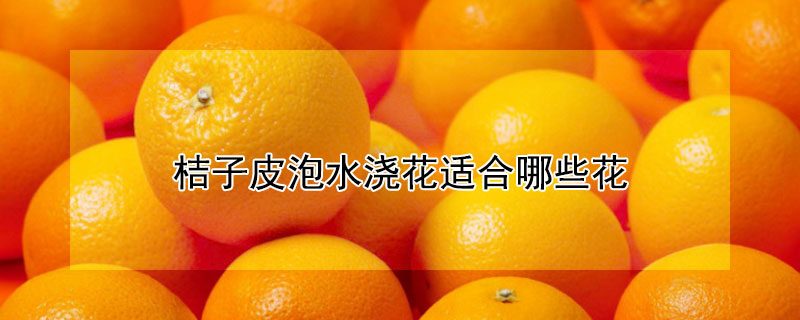 桔子皮泡水澆花適合哪些花