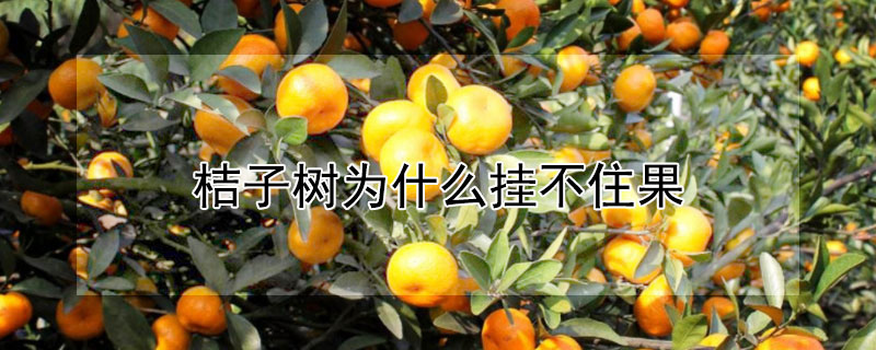 桔子樹為什么掛不住果