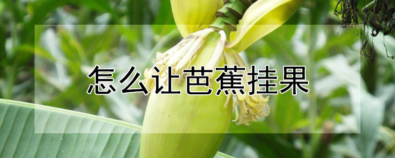 怎么讓芭蕉掛果