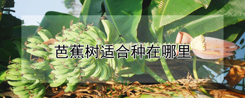 芭蕉樹適合種在哪里
