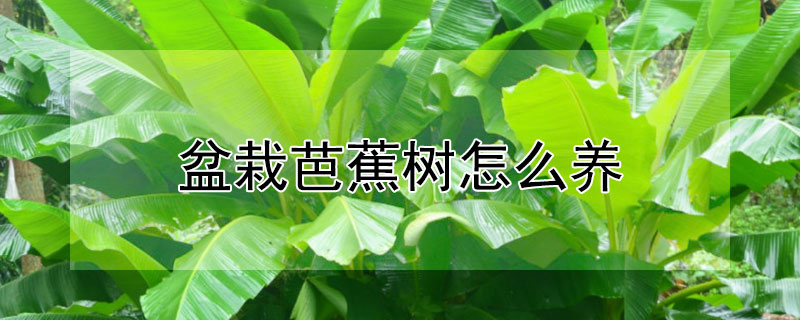 盆栽芭蕉樹怎么養