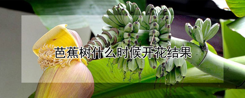 芭蕉樹什么時(shí)候開花結(jié)果