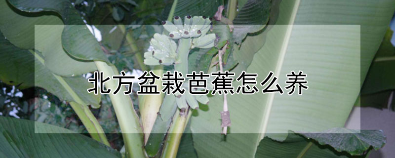 北方盆栽芭蕉怎么養