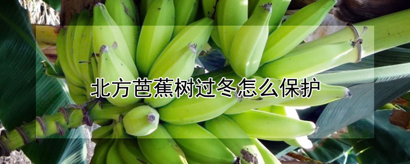 北方芭蕉樹過冬怎么保護(hù)