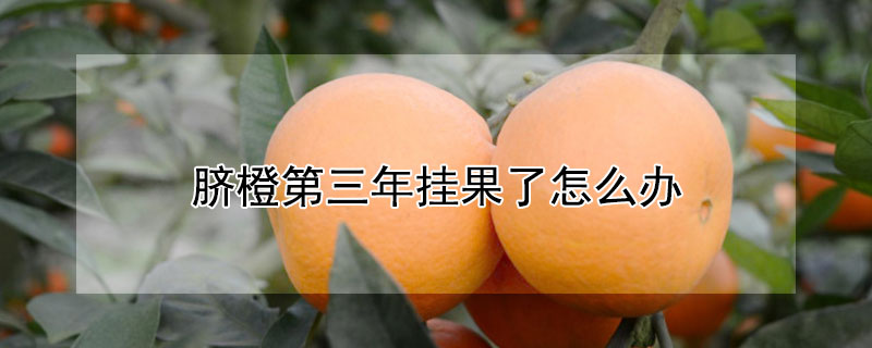 臍橙第三年掛果了怎么辦