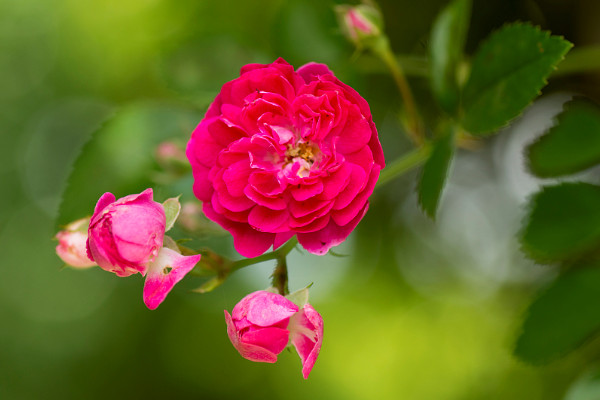 薔薇花放花瓶怎么養(yǎng)