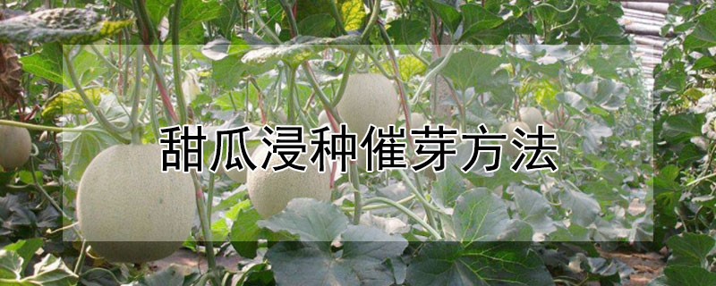 甜瓜浸種催芽方法